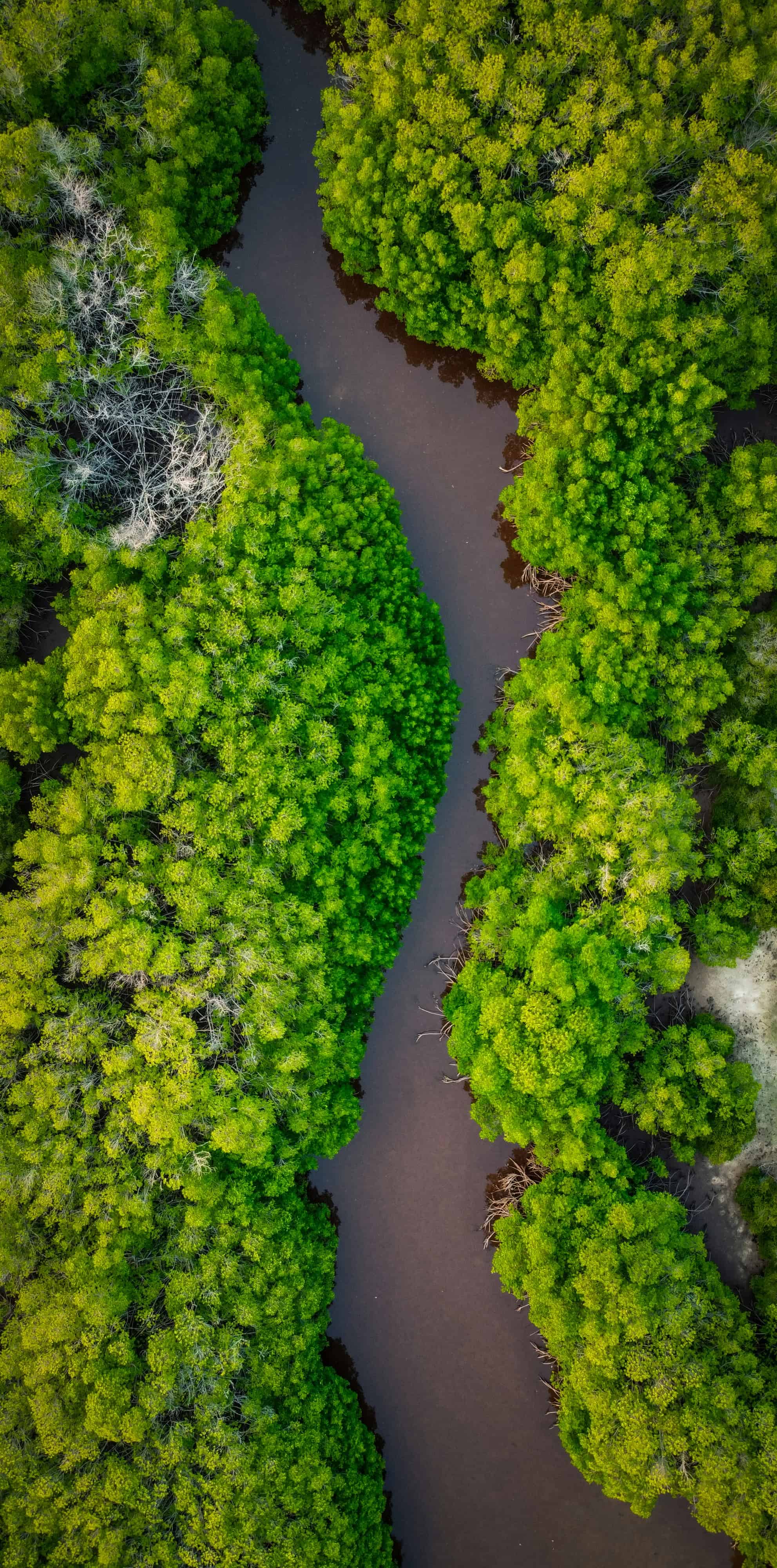 River winding through mangrove forest
