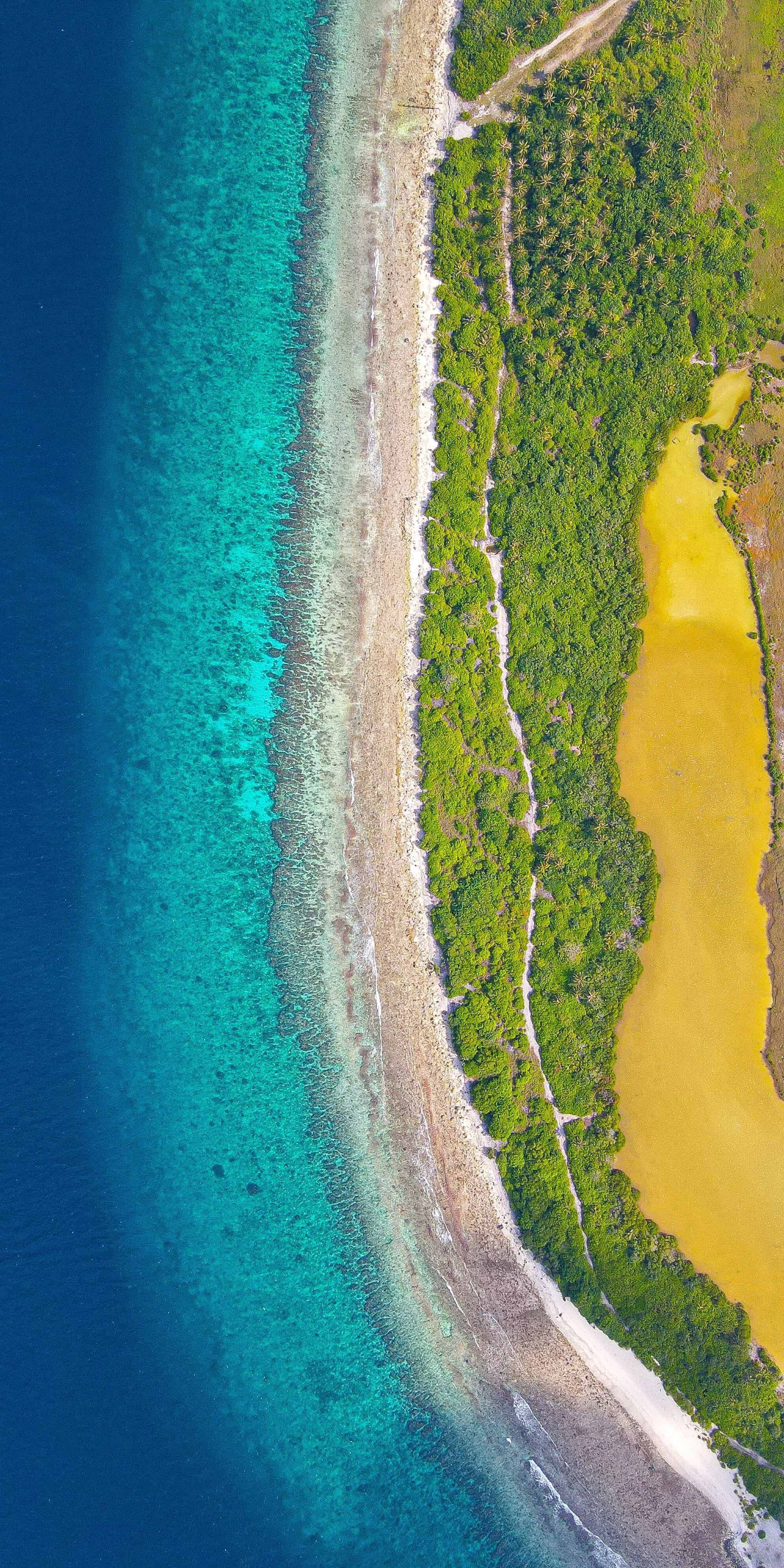 Mangrove coastline meeting the ocean