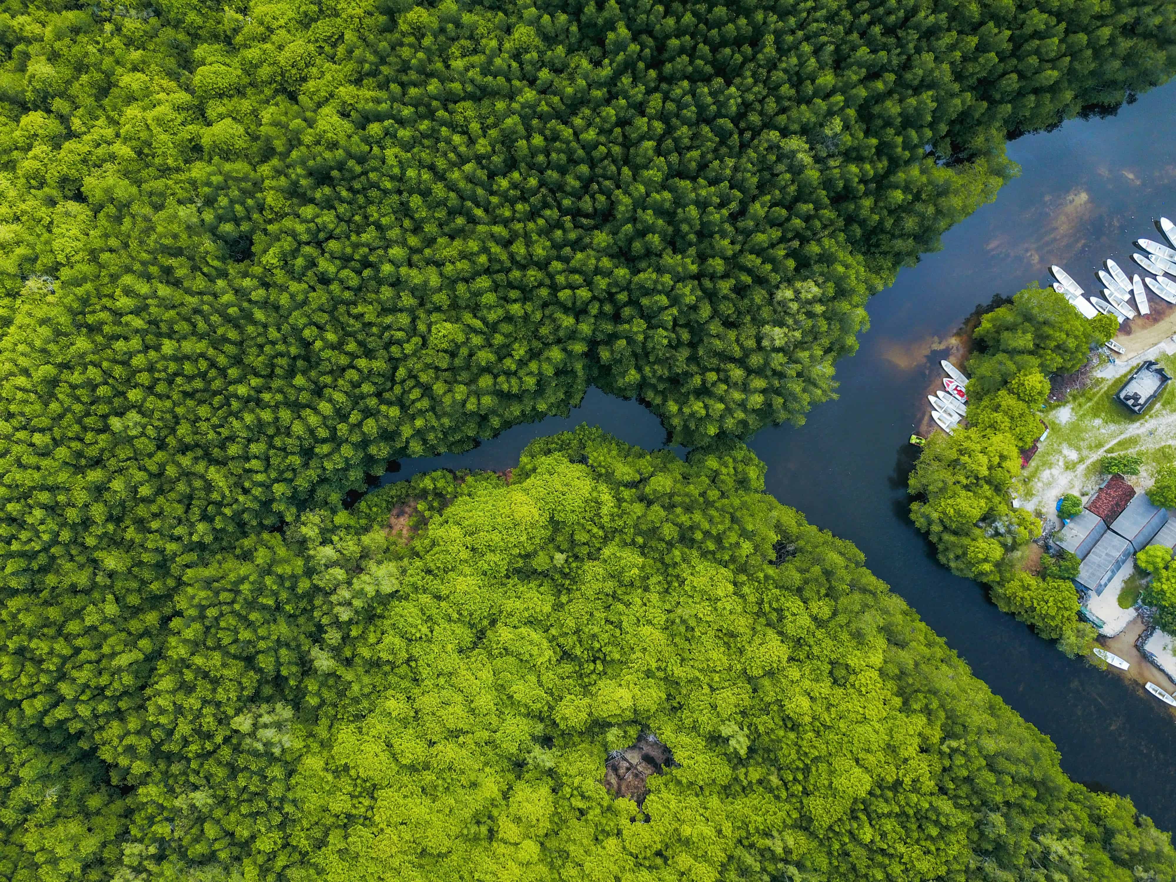 Aerial view of mangrove forest with boats